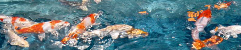 Fische
